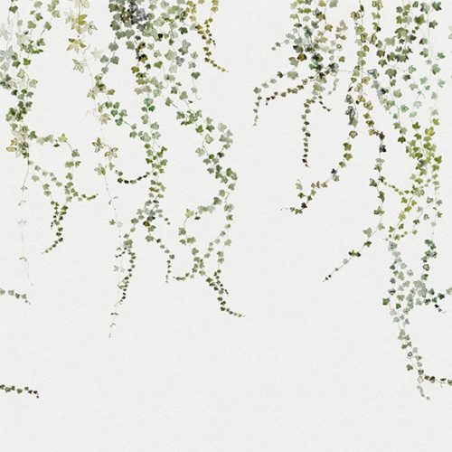 Aralia 640-04